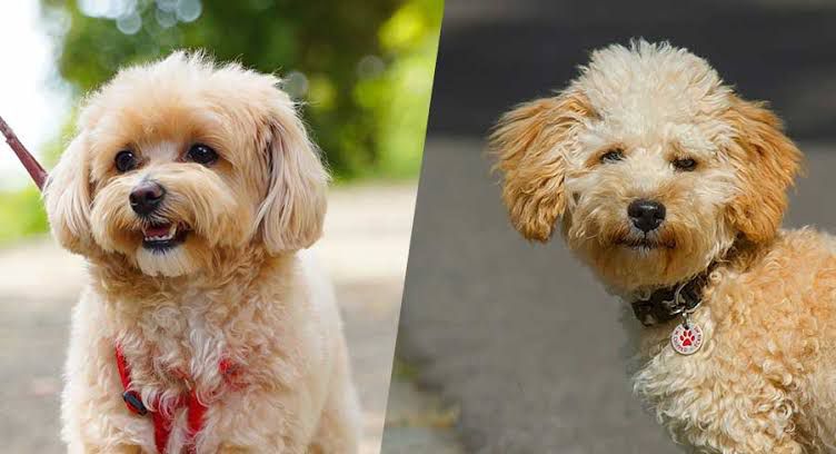 Maltipoo Çok Tüy Döker Mi?